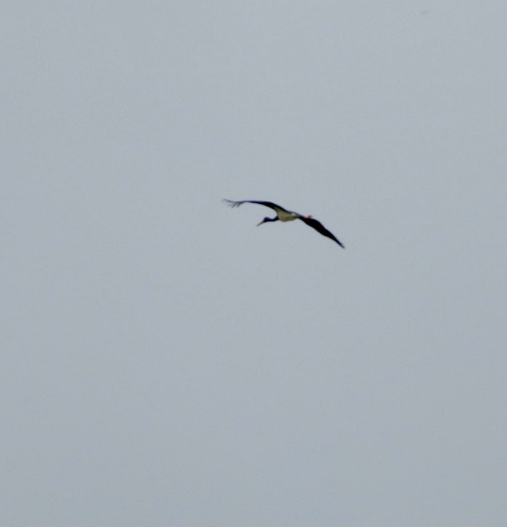 Black Stork - ML616621913