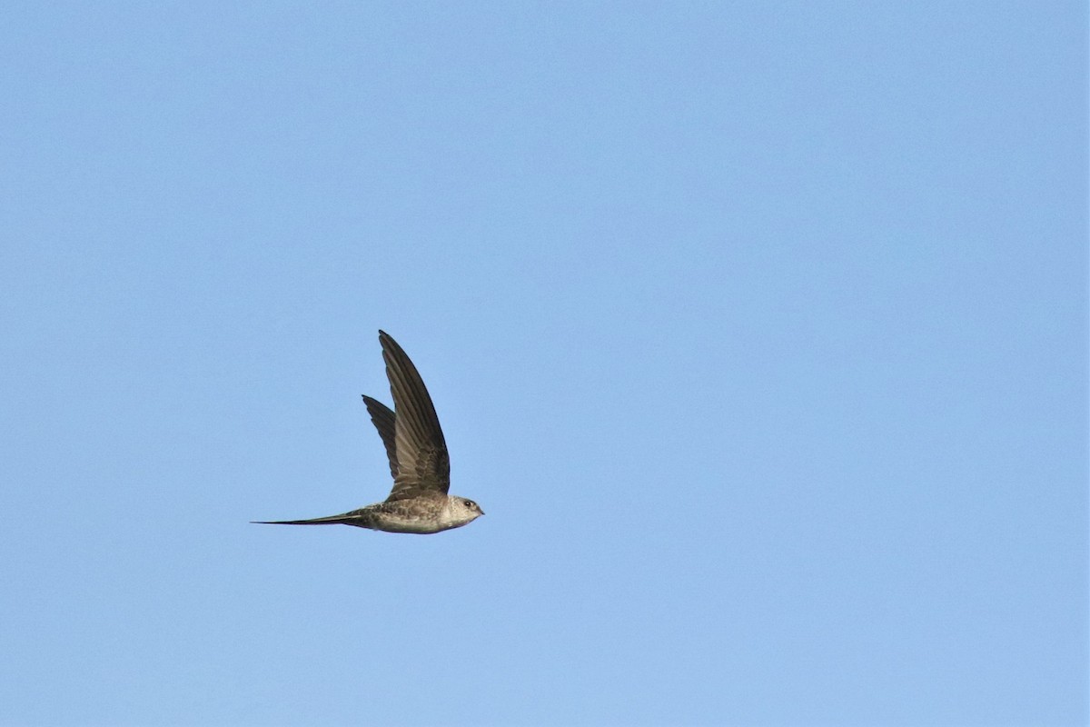 Fork-tailed Palm Swift - ML616622077