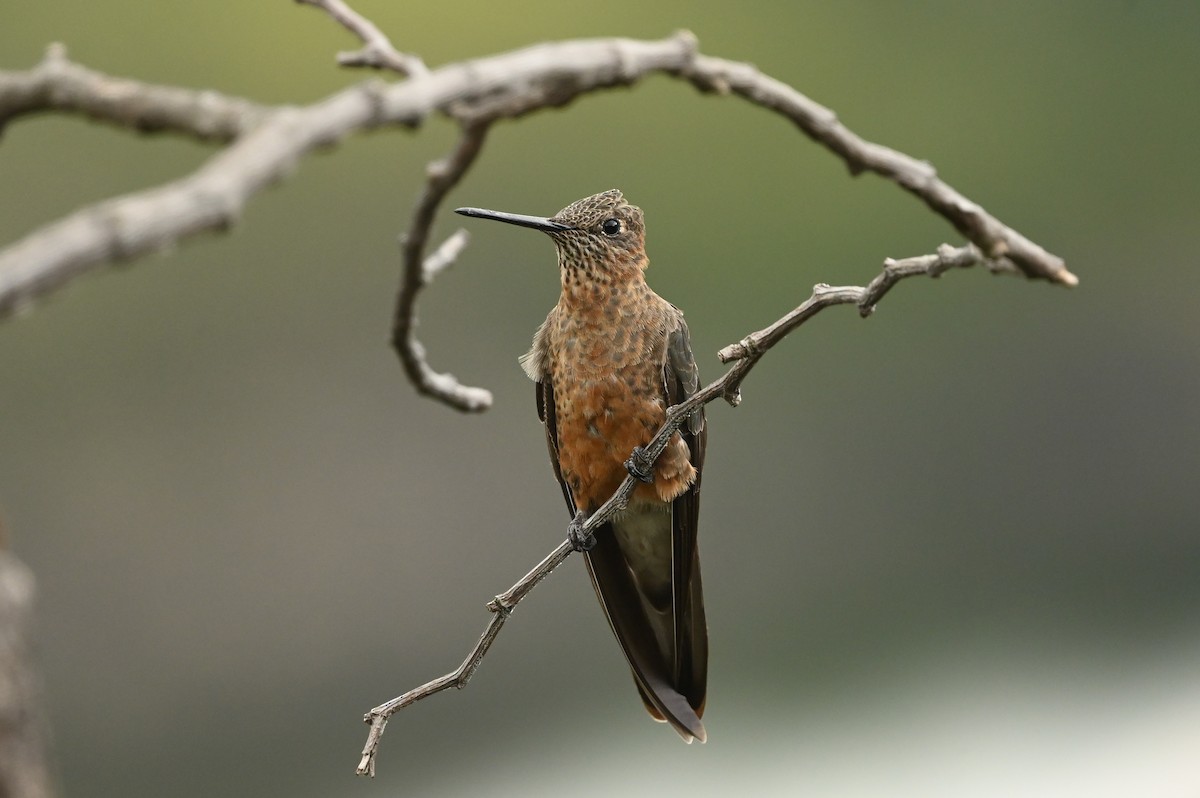 kolibřík velký - ML616622100