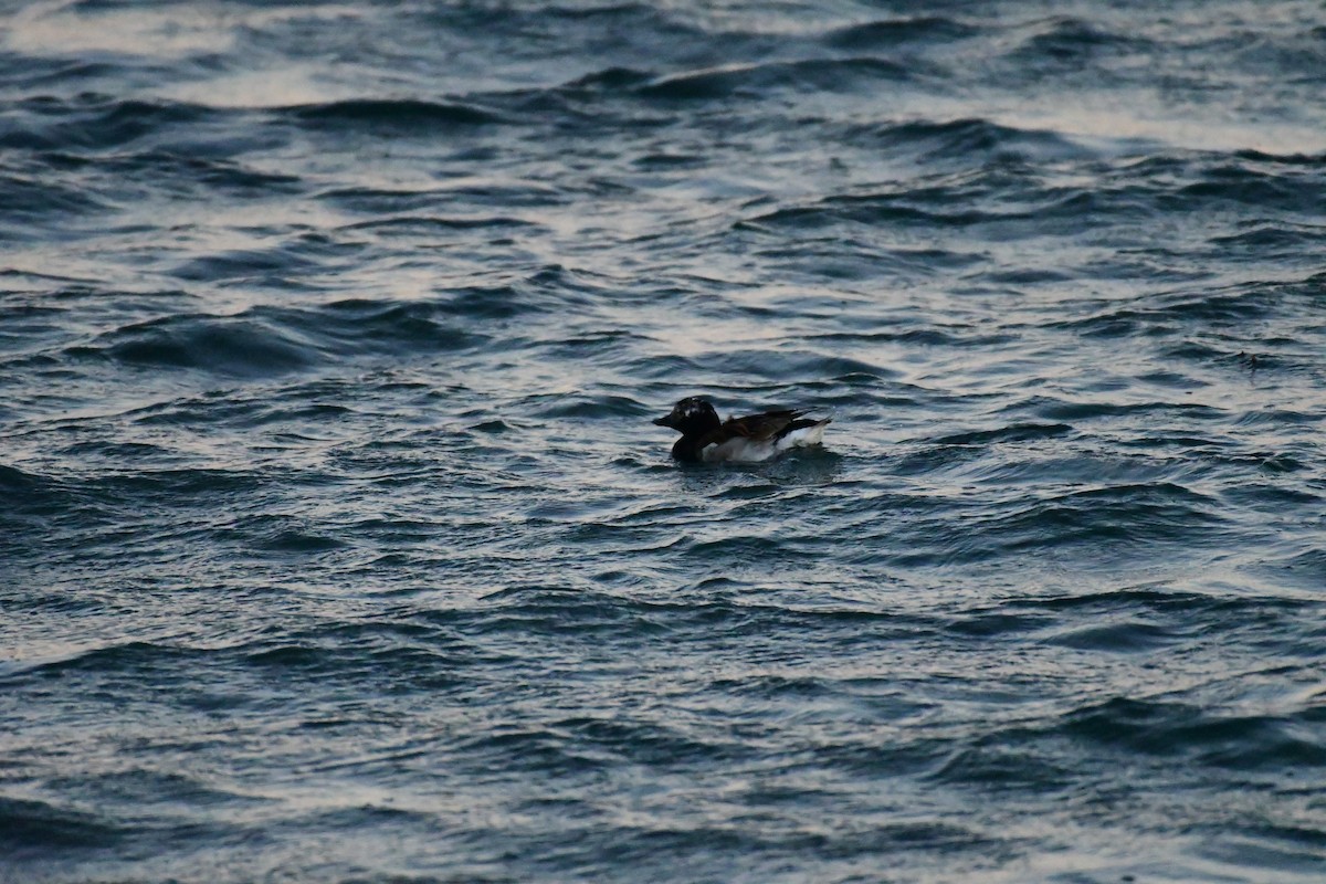 Long-tailed Duck - ML616622153
