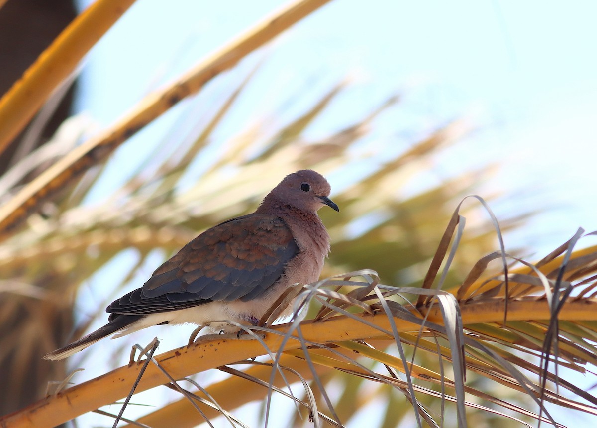 Laughing Dove - ML616622162