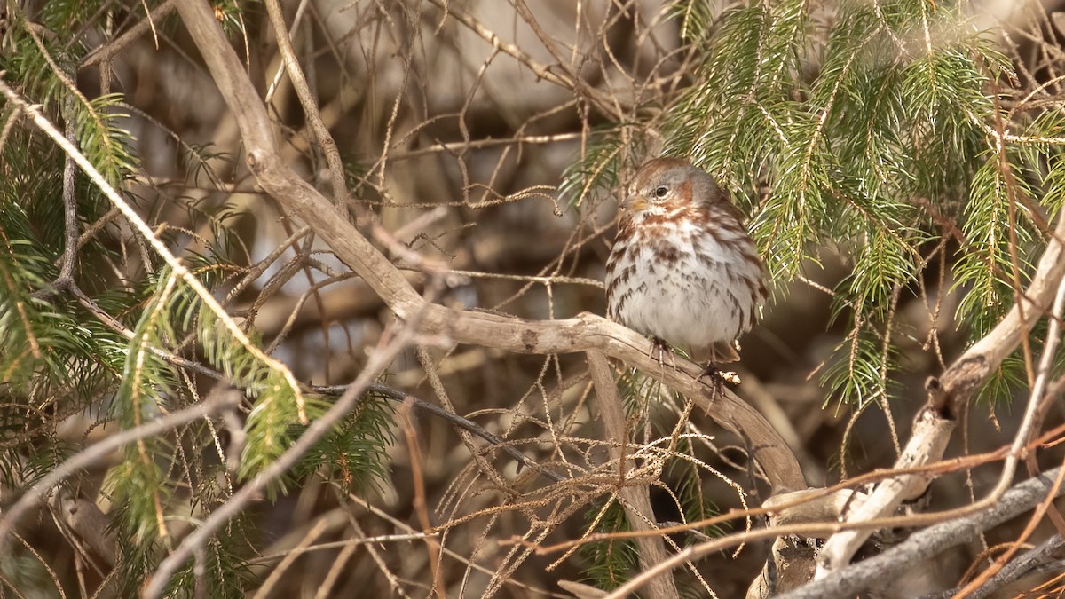 Fox Sparrow (Red) - ML616622167