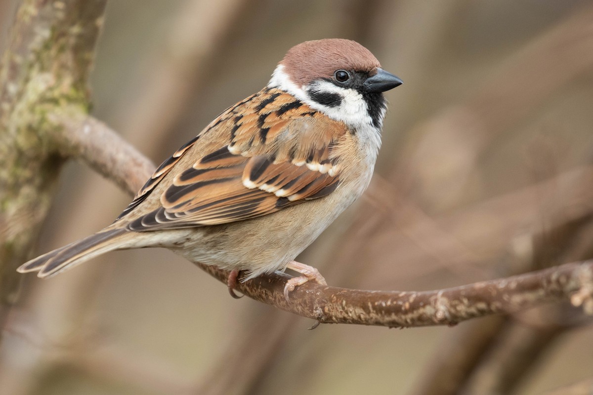Eurasian Tree Sparrow - ML616622184
