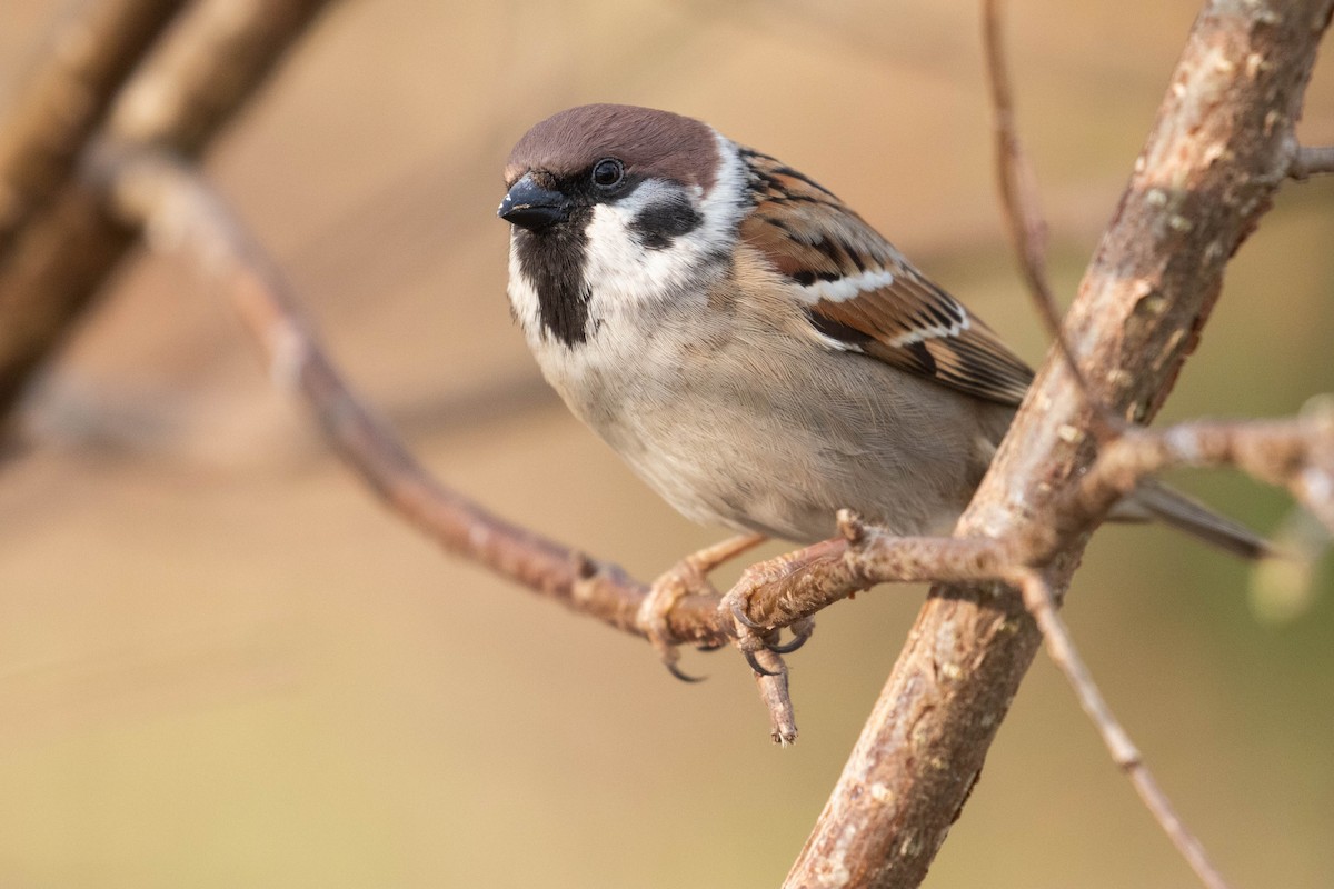 Eurasian Tree Sparrow - ML616622187