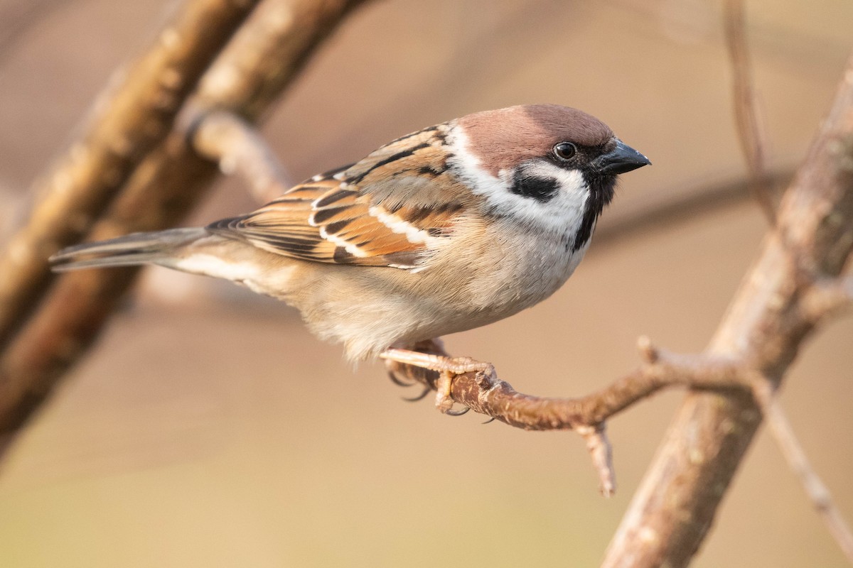 Eurasian Tree Sparrow - ML616622189