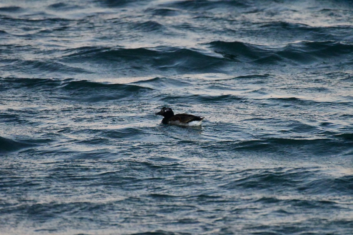 Long-tailed Duck - ML616622190