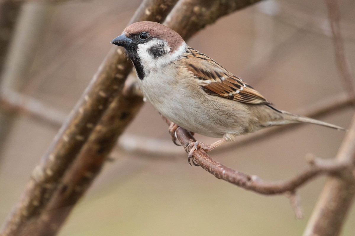 Eurasian Tree Sparrow - ML616622193