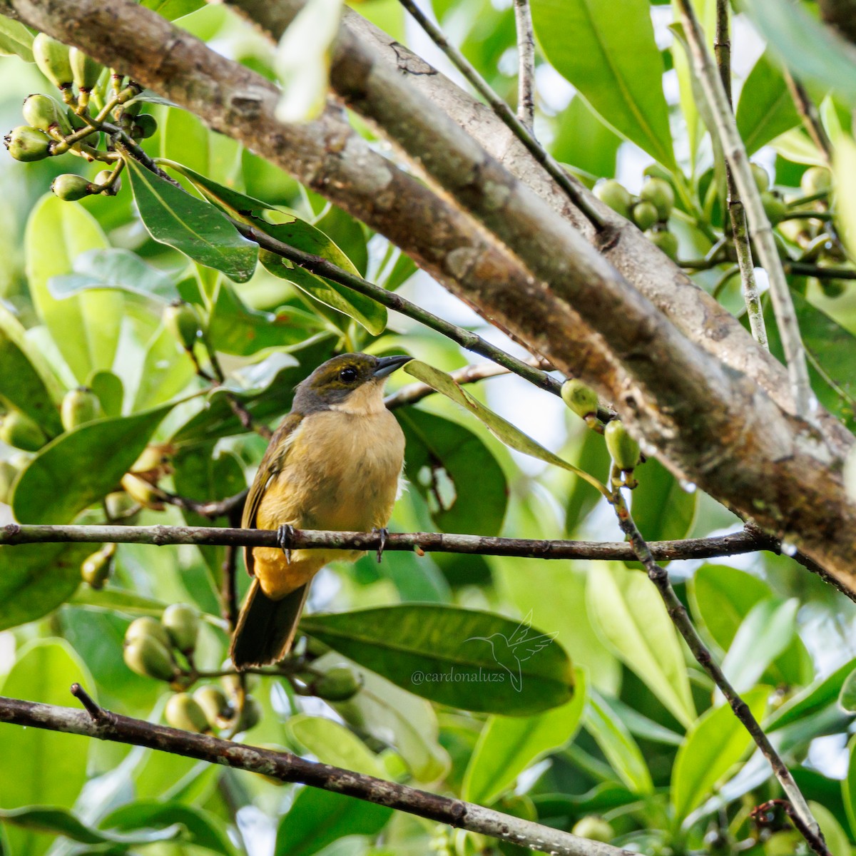 Fulvous-crested Tanager - ML616622305