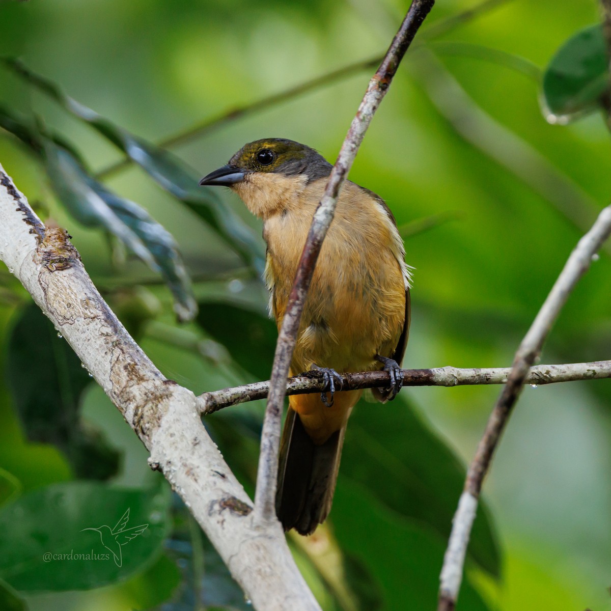 Fulvous-crested Tanager - ML616622306
