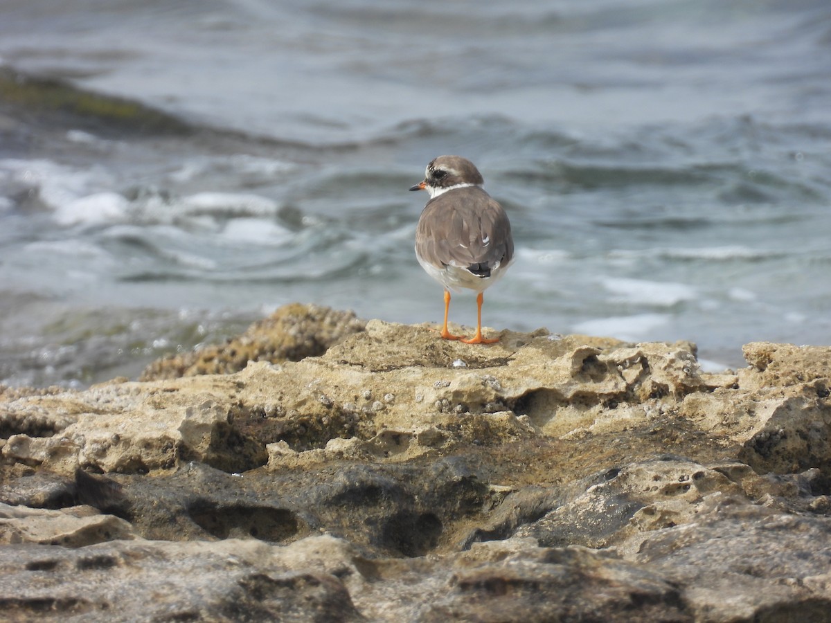 Common Ringed Plover - ML616622364