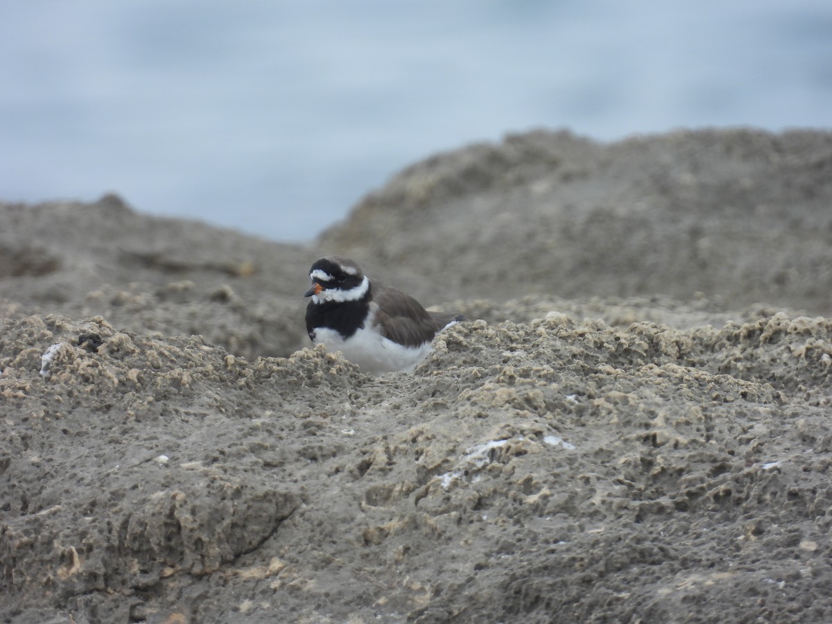 Common Ringed Plover - ML616622365