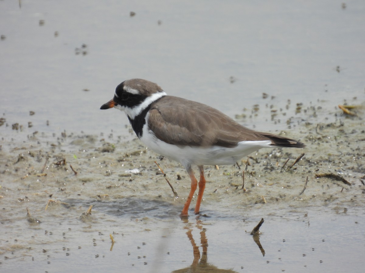 Common Ringed Plover - ML616622366