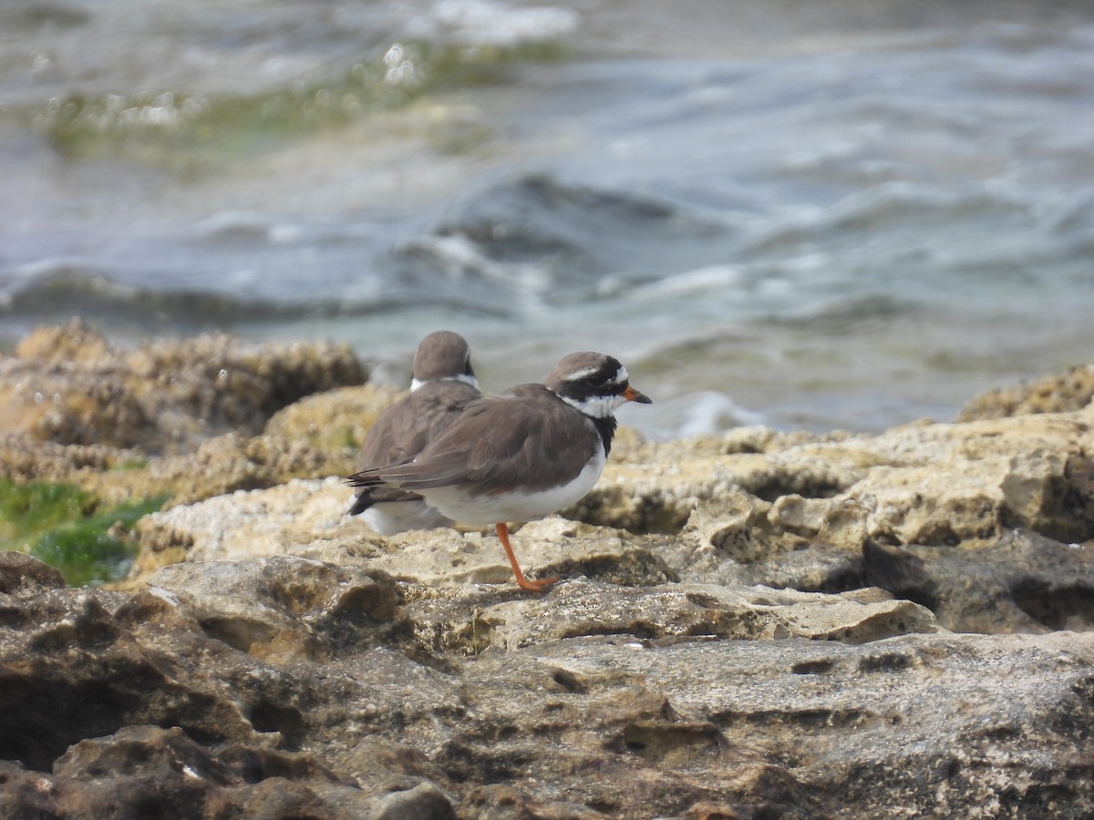 Common Ringed Plover - ML616622367