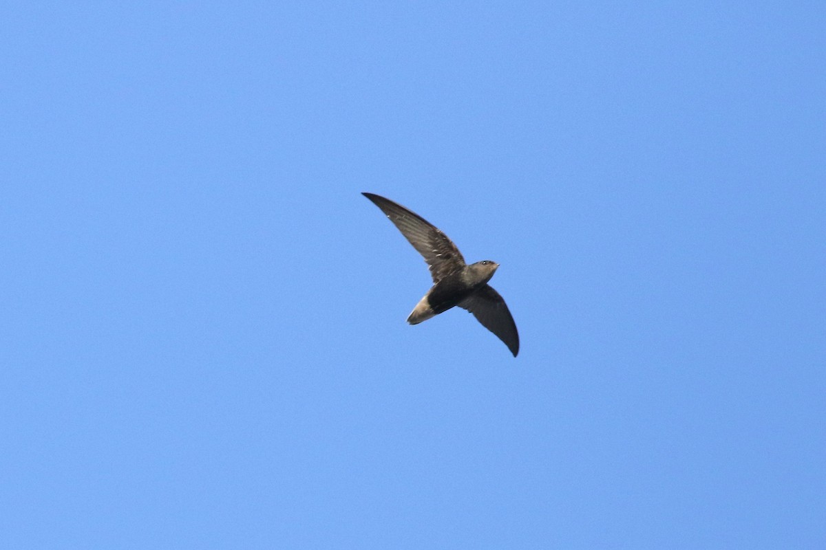 Short-tailed Swift - ML616622405