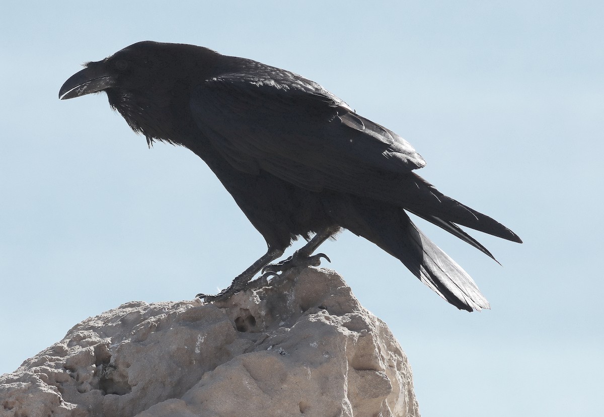 Common Raven - ML616622429