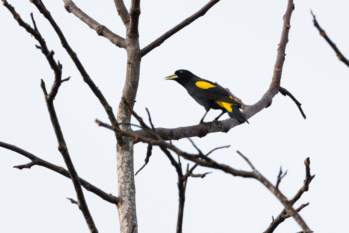 Yellow-rumped Cacique - ML616622442