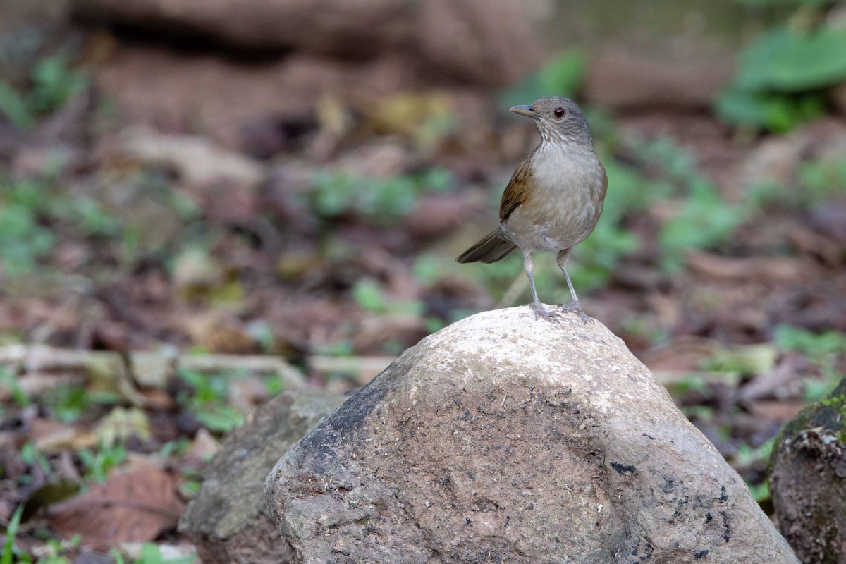 Pale-breasted Thrush - ML616622446