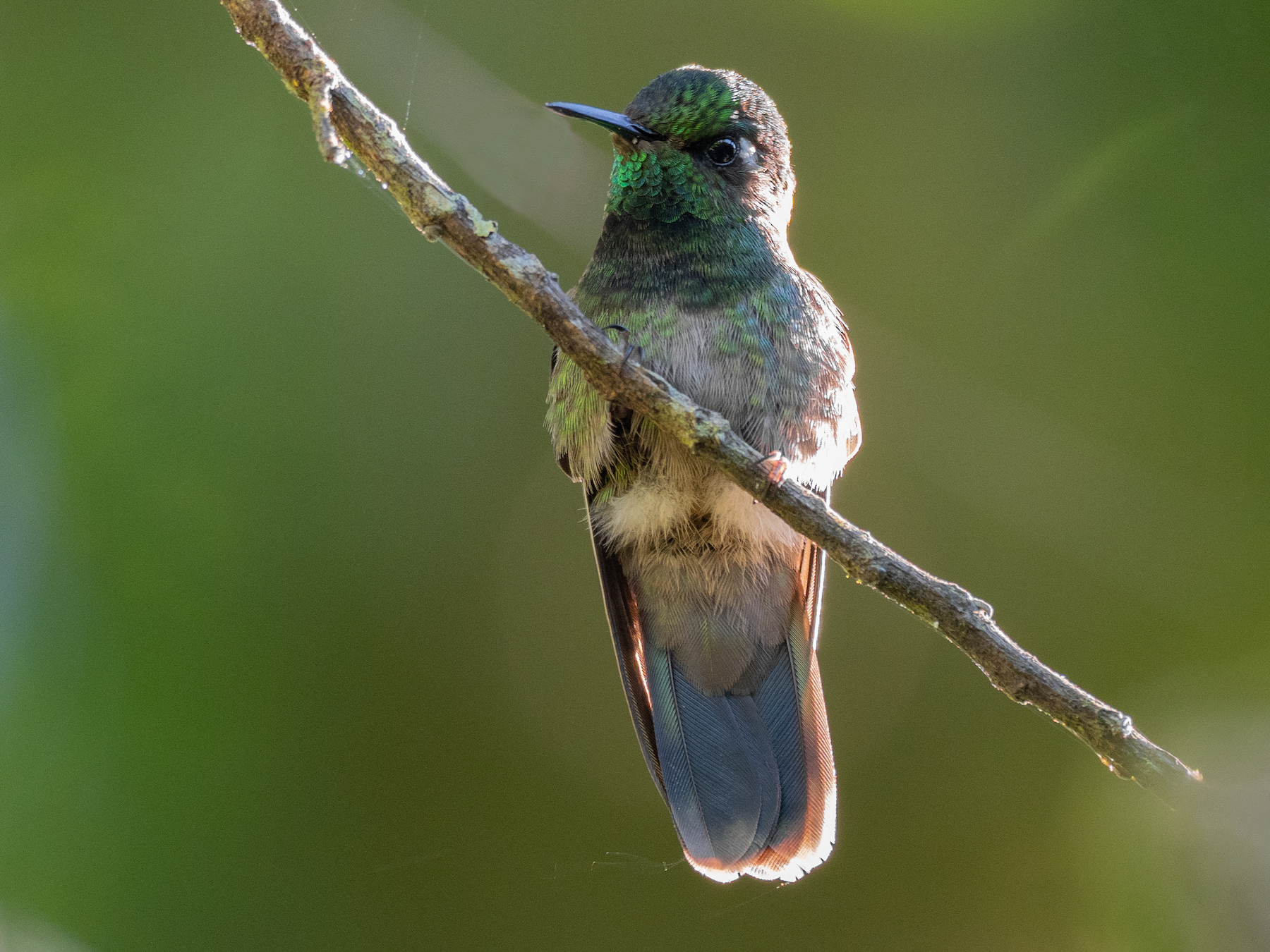 Emerald-chinned Hummingbird - Doug Whitman