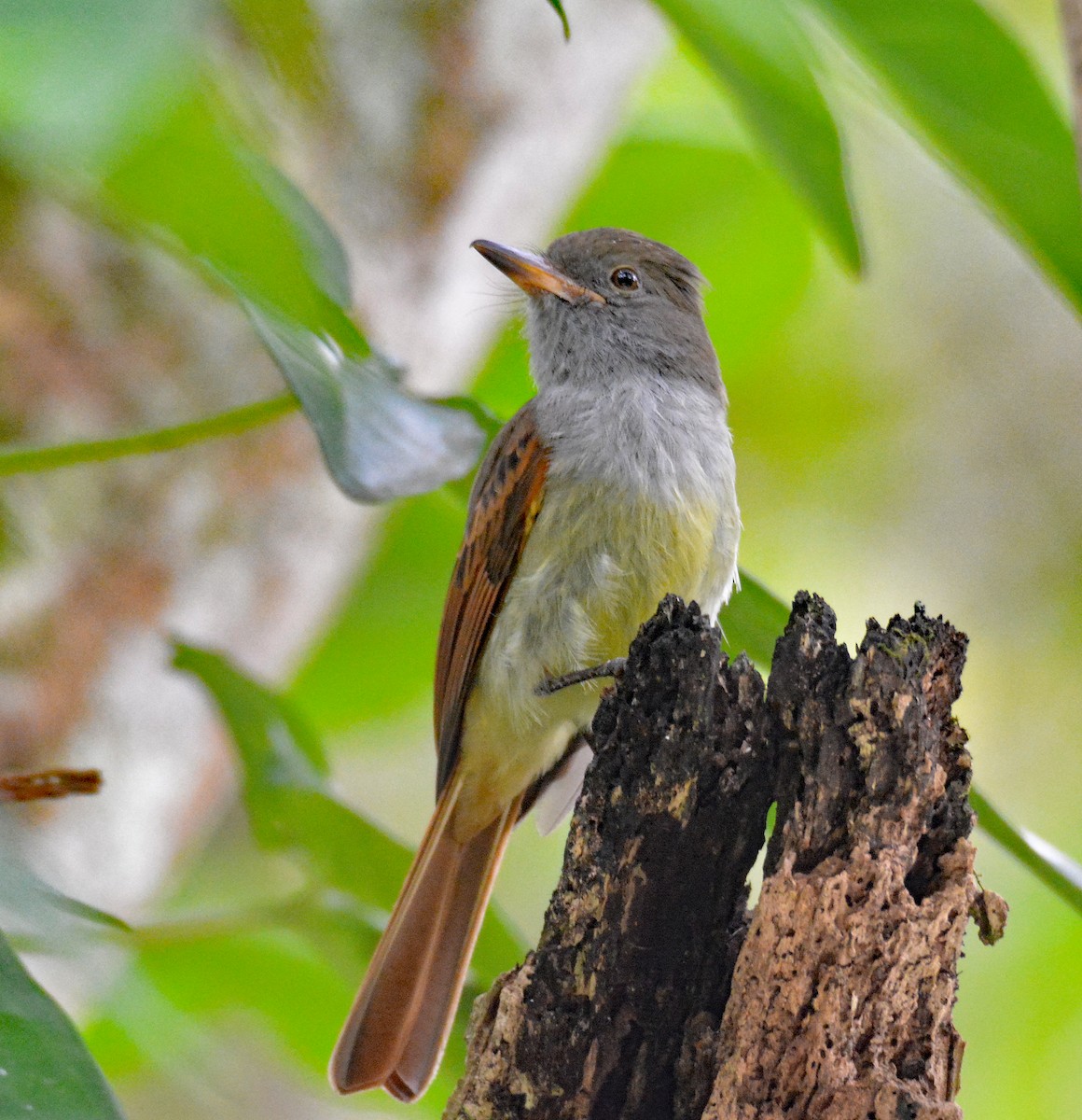 Rufous-tailed Flycatcher - ML616622560
