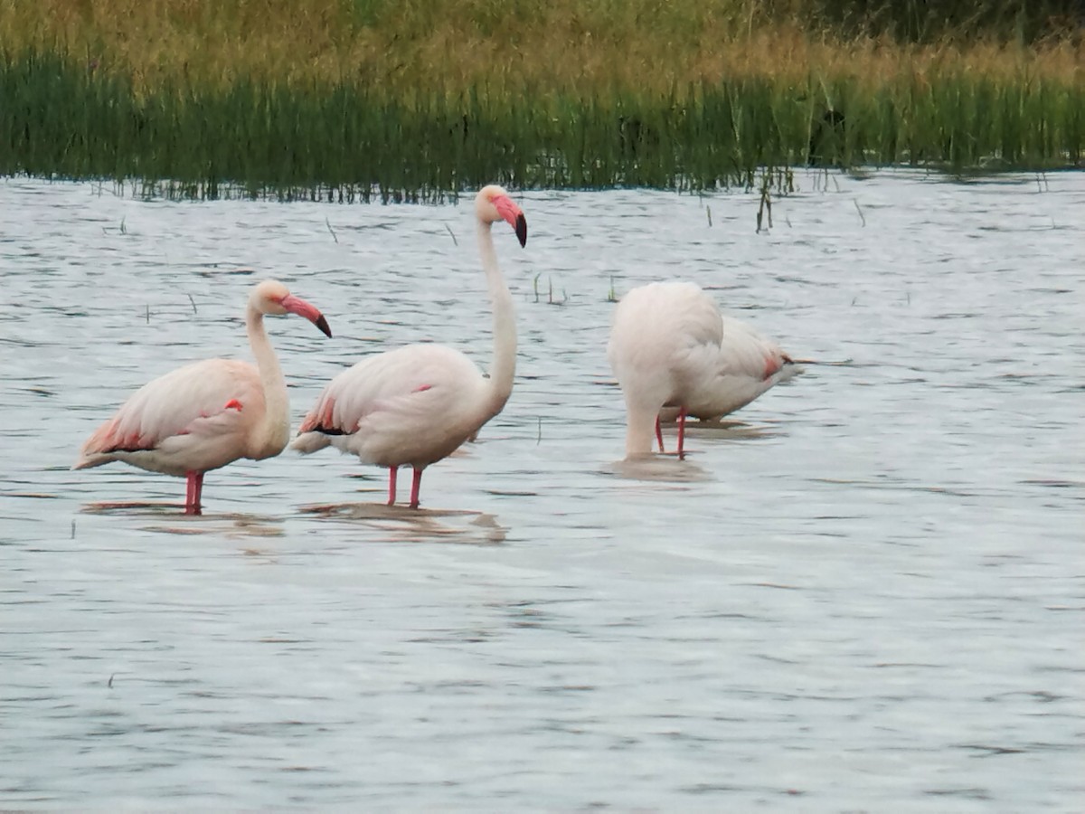 Greater Flamingo - ML616622562
