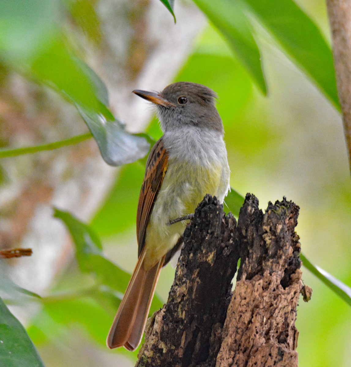 Rufous-tailed Flycatcher - ML616622564