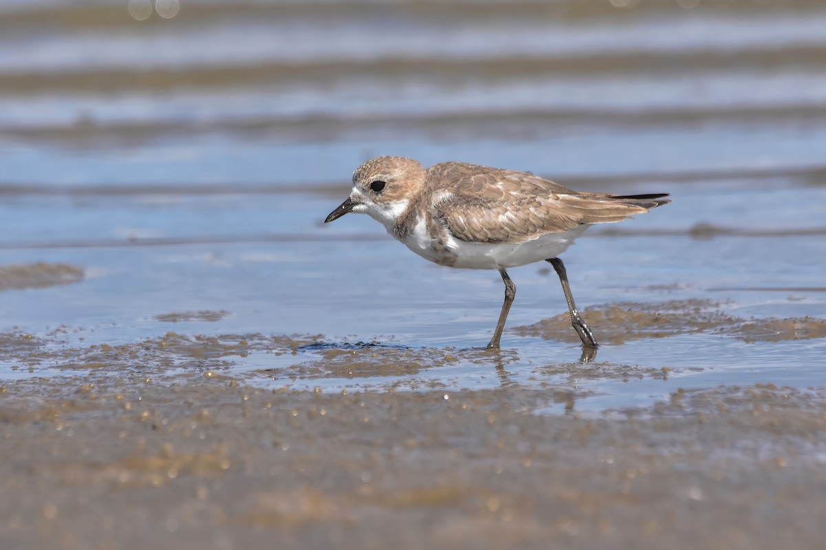 Two-banded Plover - ML616622591