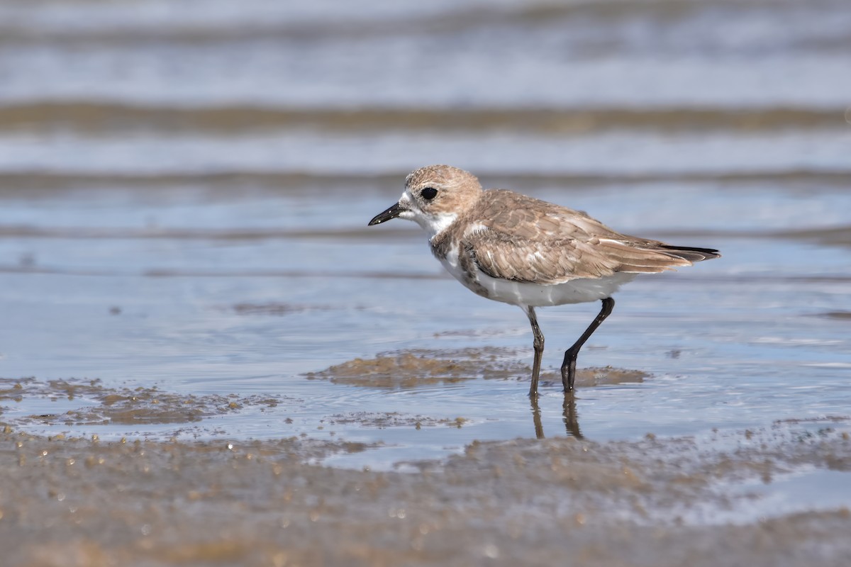 Two-banded Plover - ML616622592