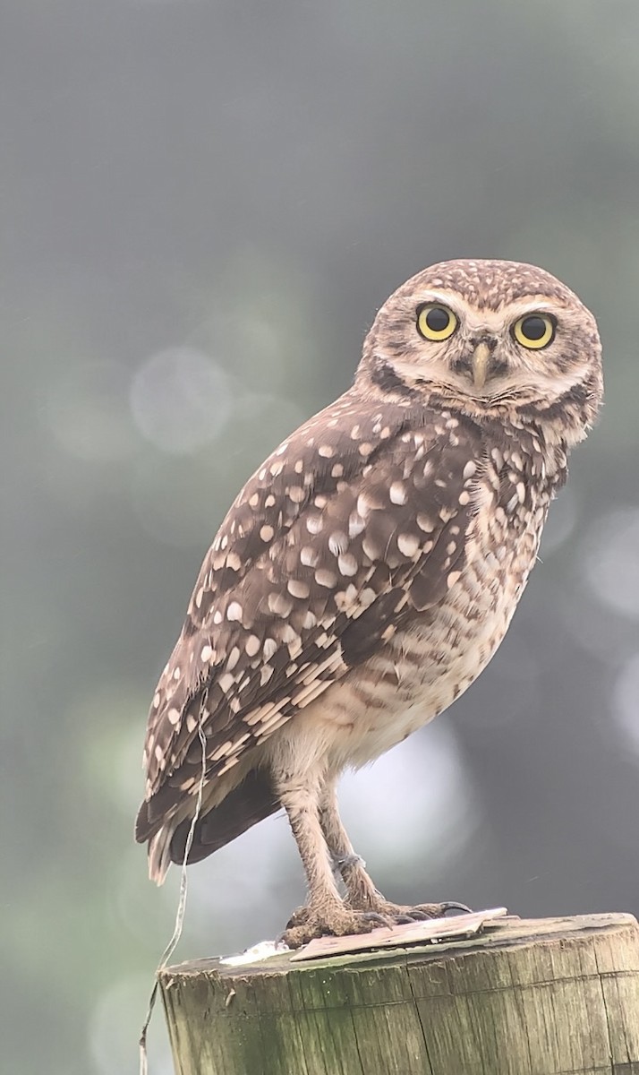 Burrowing Owl - ML616622593