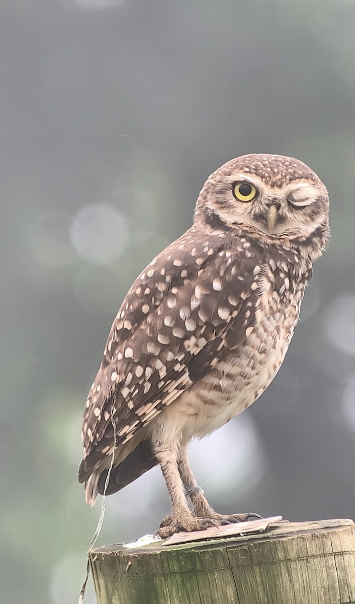 Burrowing Owl - ML616622604