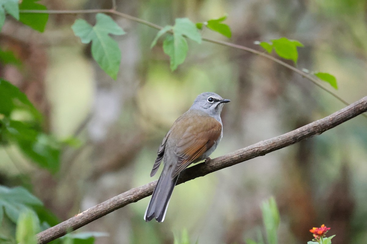Brown-backed Solitaire - ML616622674