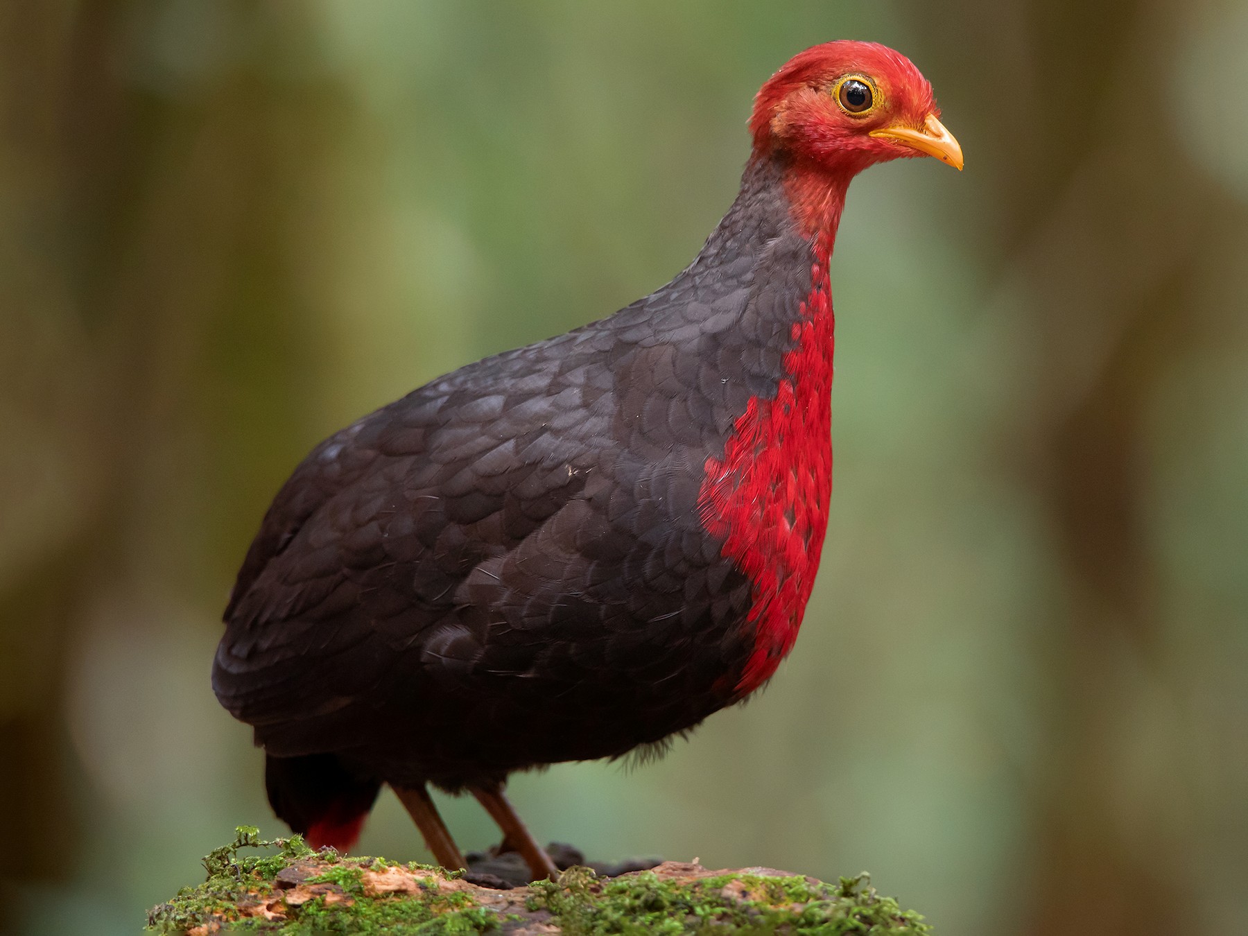 Crimson-headed Partridge - Ayuwat Jearwattanakanok