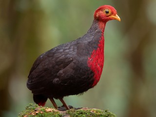  - Crimson-headed Partridge