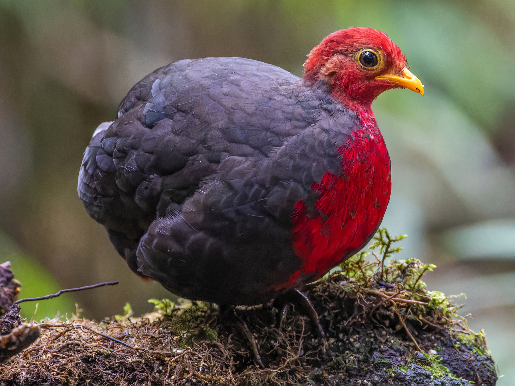 Crimson-headed Partridge - Magnus Persmark