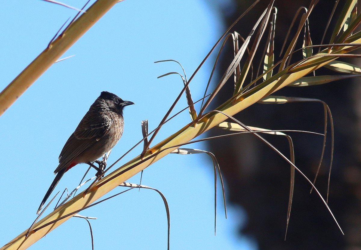 Red-vented Bulbul - ML616622777