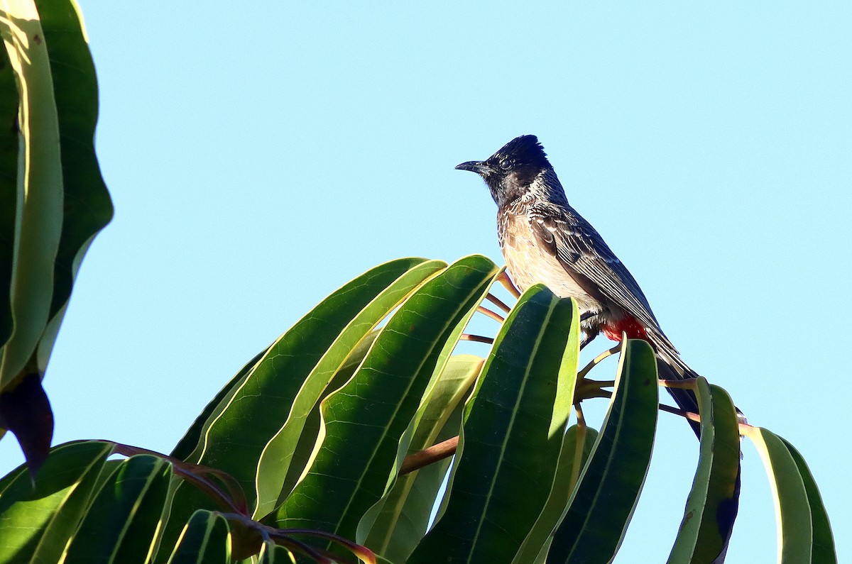 Red-vented Bulbul - ML616622781