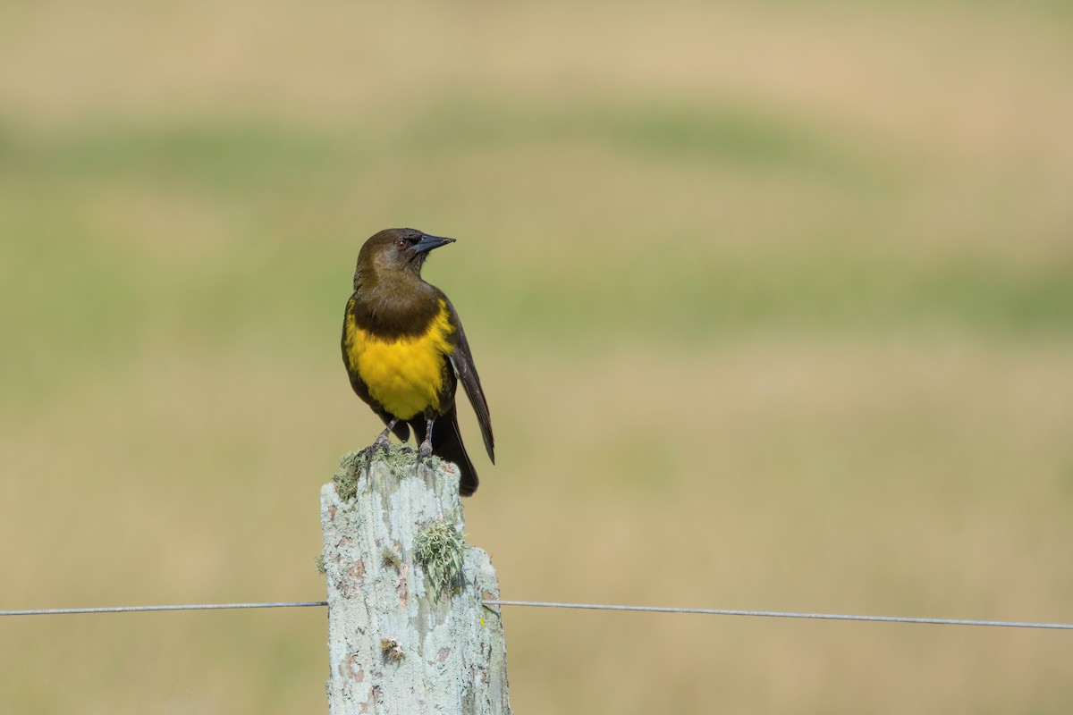 Brown-and-yellow Marshbird - Raphael Kurz -  Aves do Sul