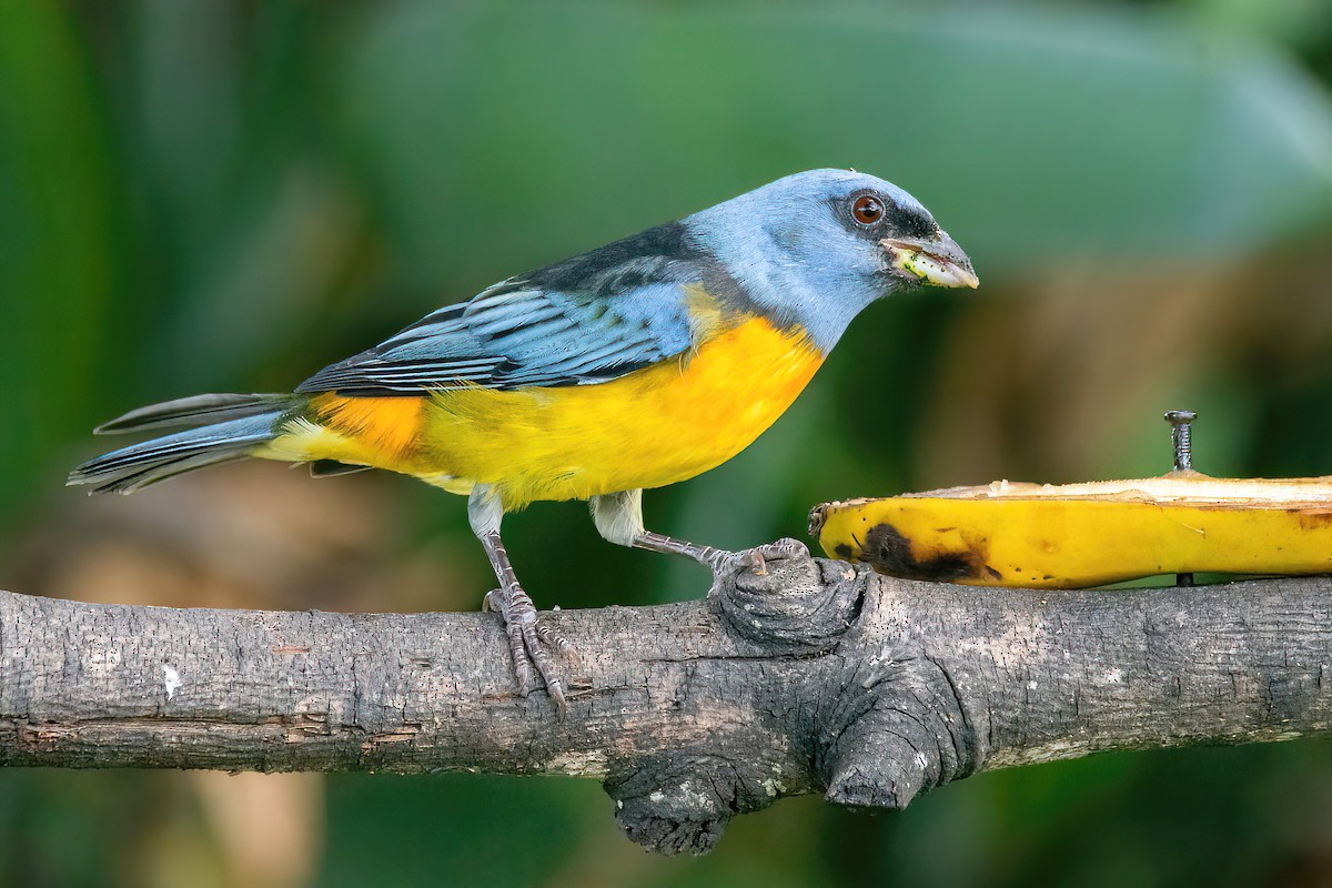 Blue-and-yellow Tanager - ML616622882