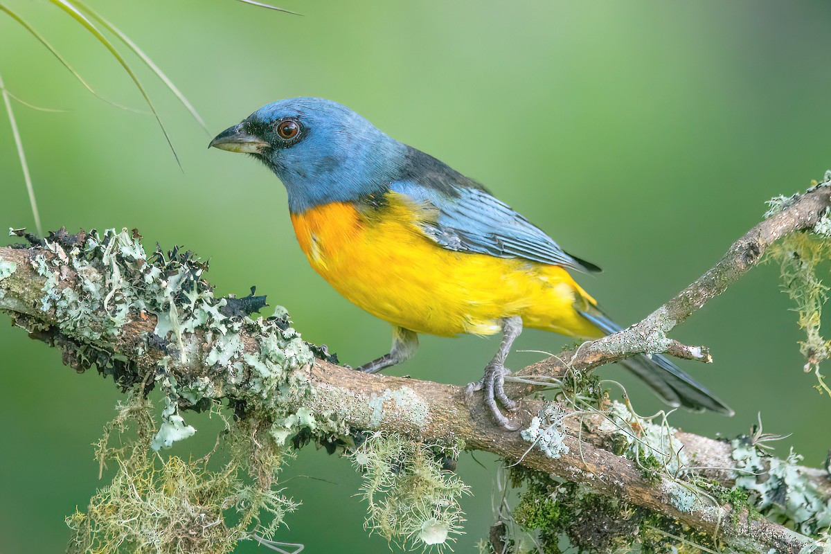 Blue-and-yellow Tanager - ML616622883