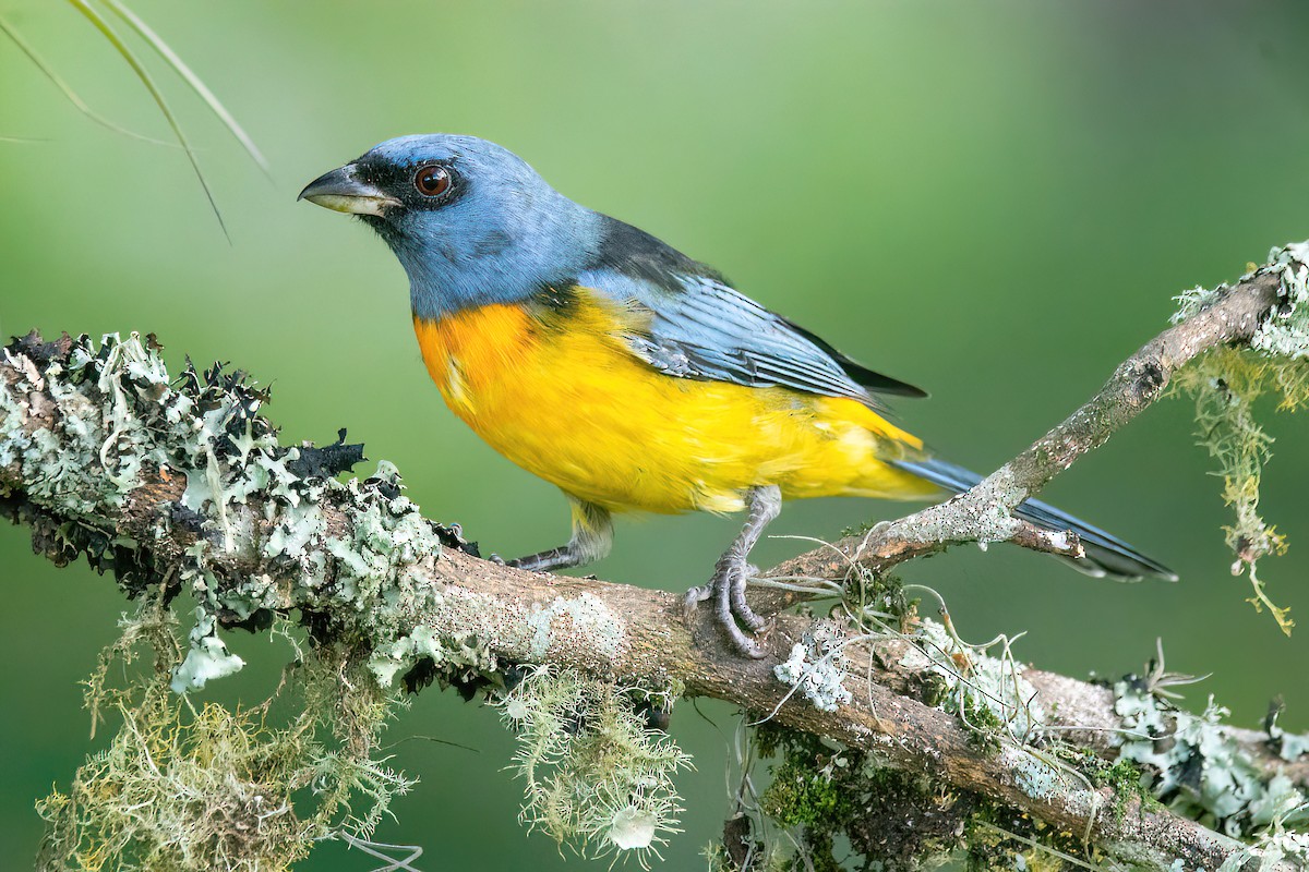 Blue-and-yellow Tanager - ML616622884