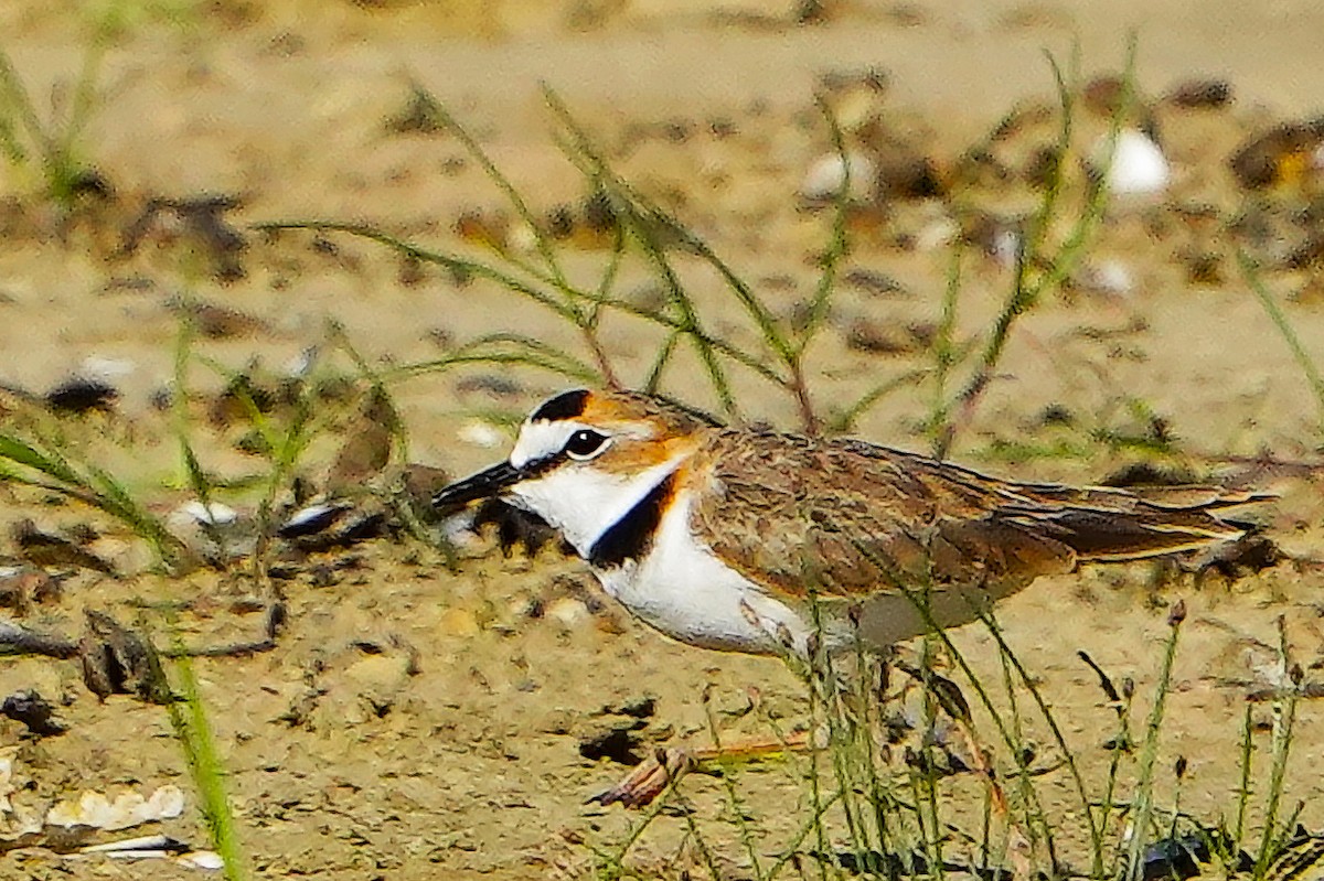 Collared Plover - ML616622885