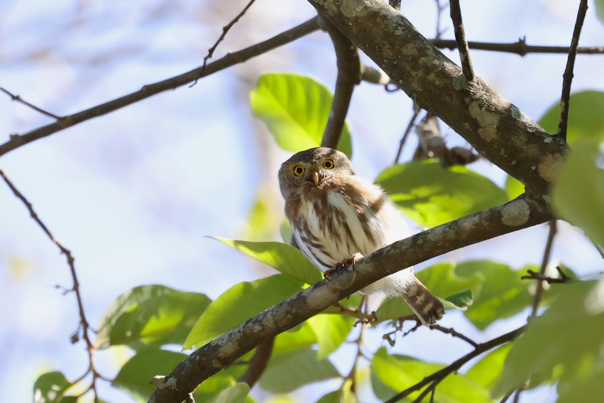 Colima Pygmy-Owl - ML616622917