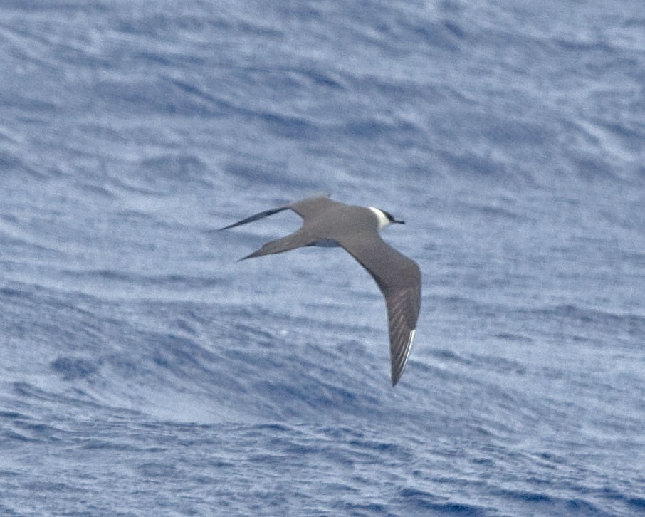 Long-tailed Jaeger - ML616622985