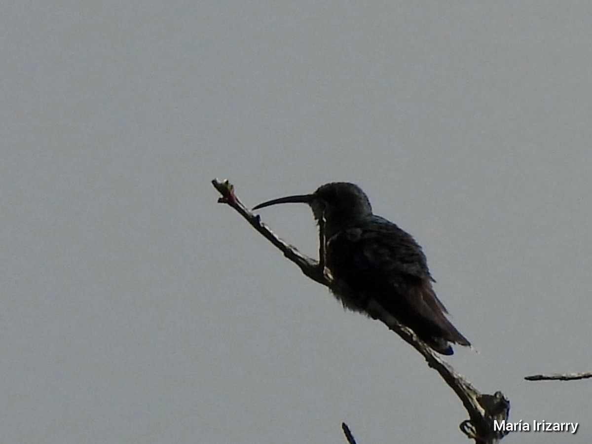 kolibřík tmavoprsý - ML616623006