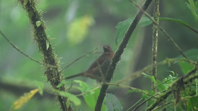 Rufous-brown Solitaire (Chestnut-throated) - ML616623037