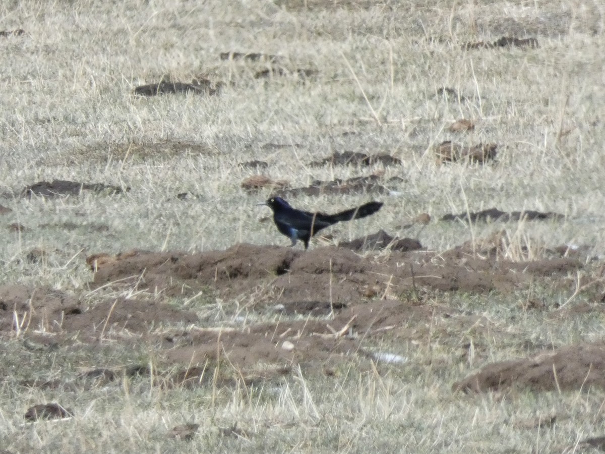 Great-tailed Grackle - ML616623068