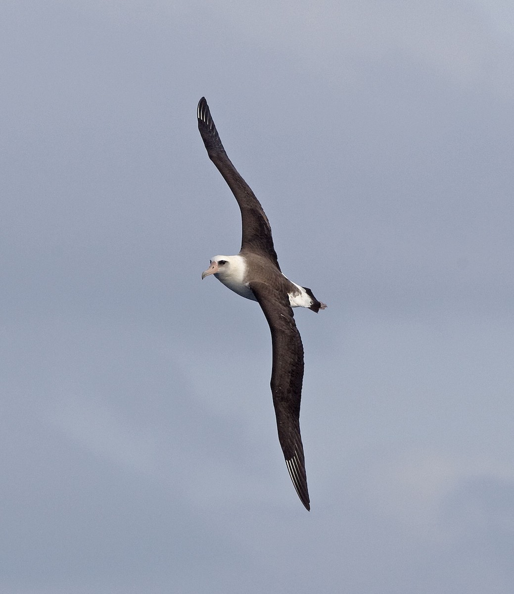 Laysan Albatross - ML616623081