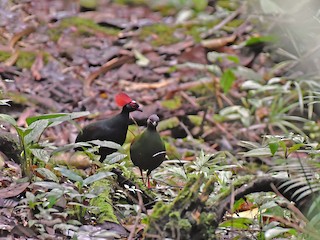  - Crested Partridge
