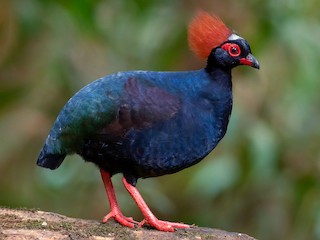  - Crested Partridge