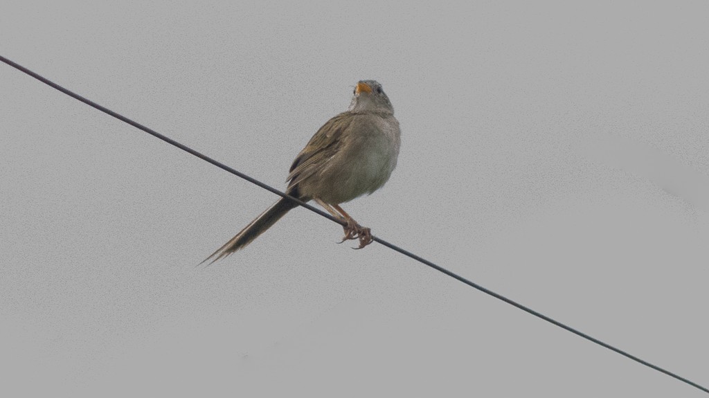 Wedge-tailed Grass-Finch - Enio Moraes