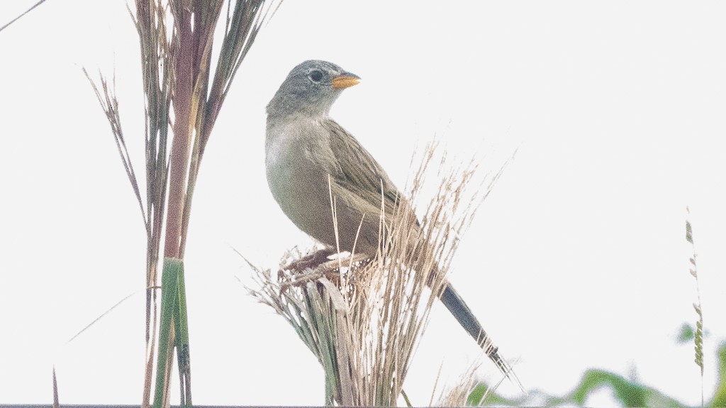 Wedge-tailed Grass-Finch - ML616623264